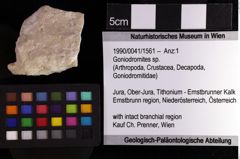 Foto (Objket + Etiketten) von Cyclothyreus sp. 